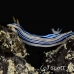 nudibranch_sne_h_0084_yap0418.jpg